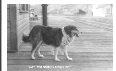Black and white image of Shep, courtesy Montana State University Library